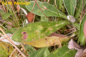 Bovenkant blad: Muizenoortjesbladgal (aulacidea pilosellae)